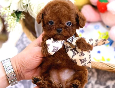 Safkan Toy Poodle Bebeklerimiz - 7911