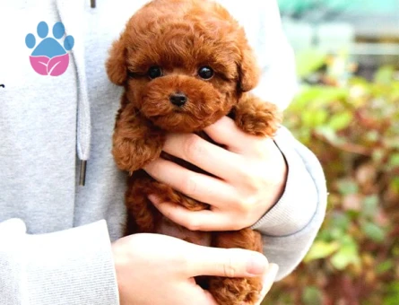 Kore Poodle yavrularımız - 7912