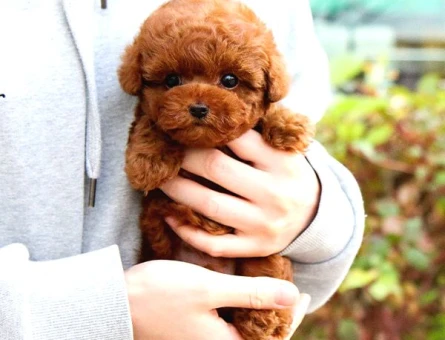 Kore Poodle yavrularımız - 7912