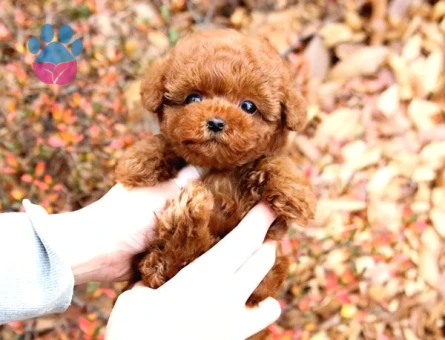 Kore Poodle yavrularımız - 7912 - Görsel 3