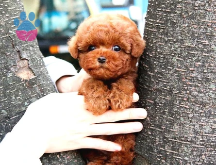 Kore Poodle yavrularımız - 7912 - Görsel 4