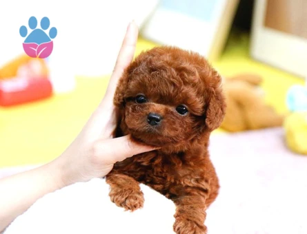Kore Poodle bebişler - 7913