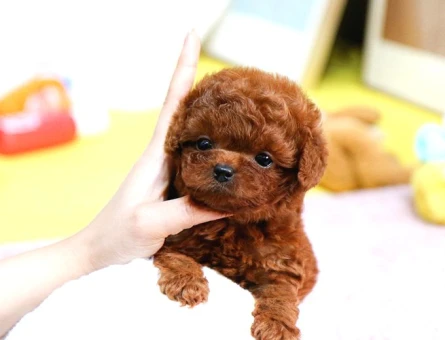 Kore Poodle bebişler - 7913