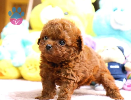 Kore Poodle bebişler - 7913 - Görsel 4
