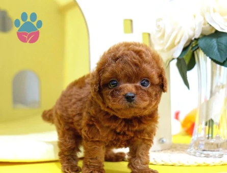 Kore Poodle bebişler - 7913 - Görsel 3