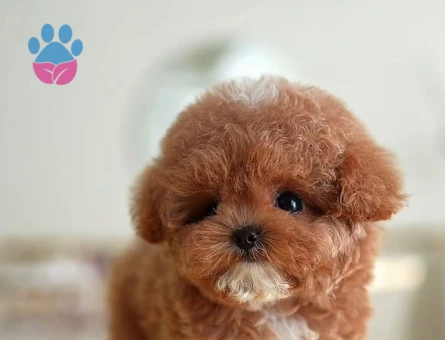 Efsane Kore Poodle bebeklerimiz - 7914