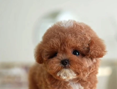 Efsane Kore Poodle bebeklerimiz - 7914