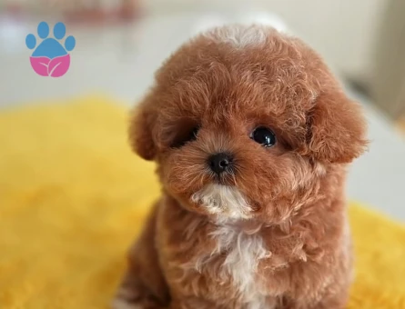 Efsane Kore Poodle bebeklerimiz - 7914 - Görsel 4