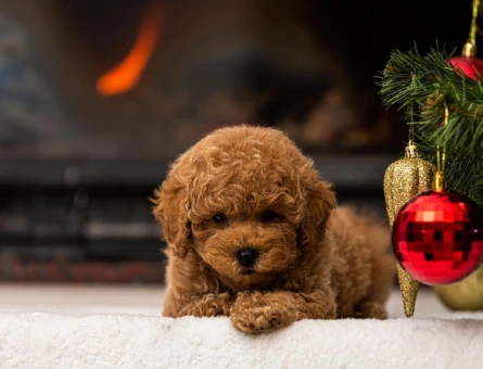 Özel bebeklerimiz Kore Poodle - 7915