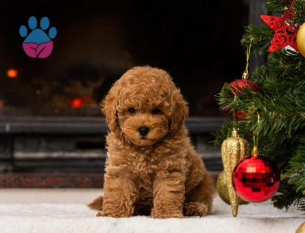 Özel bebeklerimiz Kore Poodle - 7915 - Görsel 4