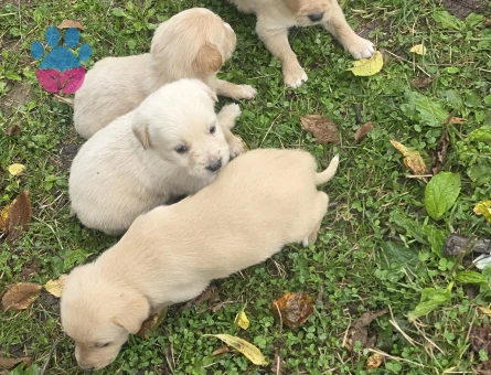 Yavru Golden Retriever 3erkek 3 dişi - 7917 - Görsel 3