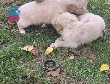 Yavru Golden Retriever 3erkek 3 dişi - 7917 - Görsel 4