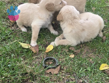 Yavru Golden Retriever 3erkek 3 dişi - 7917