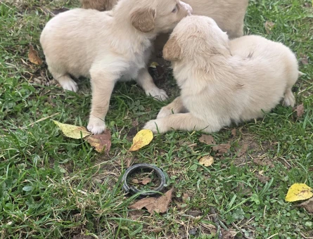 Yavru Golden Retriever 3erkek 3 dişi - 7917