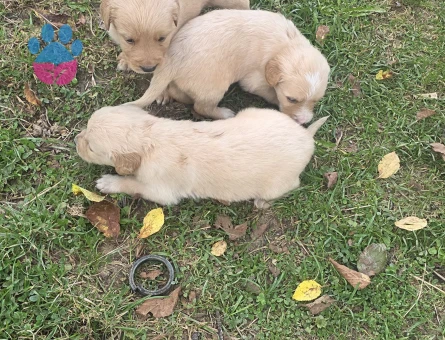 Yavru Golden Retriever 3erkek 3 dişi - 7917 - Görsel 5