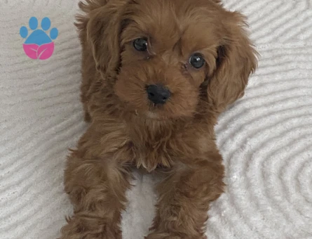 2.5 Aylık Sevimli Erkek Teacup Poodle - 7918 - Görsel 4