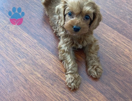 2.5 Aylık Sevimli Erkek Teacup Poodle - 7918