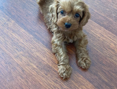 2.5 Aylık Sevimli Erkek Teacup Poodle - 7918