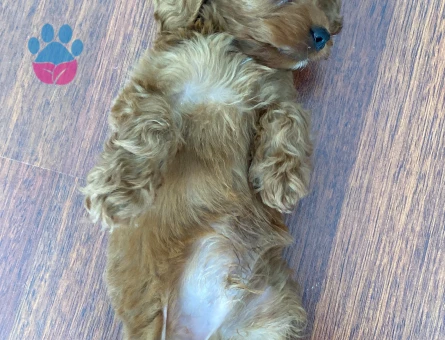 2.5 Aylık Sevimli Erkek Teacup Poodle - 7918 - Görsel 3