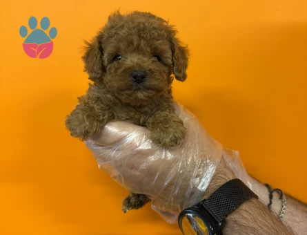 GERÇEK KORE TOY POODLE BEBEKLERİMİZ - 7919 - Görsel 3