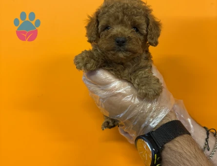 GERÇEK KORE TOY POODLE BEBEKLERİMİZ - 7919 - Görsel 4
