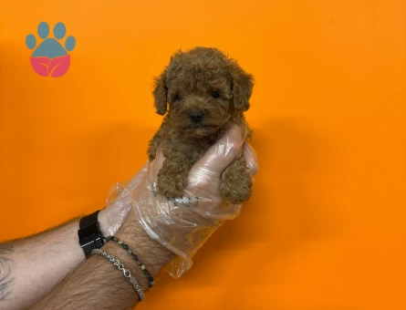 GERÇEK KORE TOY POODLE BEBEKLERİMİZ - 7919