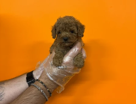 GERÇEK KORE TOY POODLE BEBEKLERİMİZ - 7919