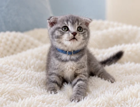 Minik Kaplan: Scottish Fold Tabby Erkek Yavru - 7921