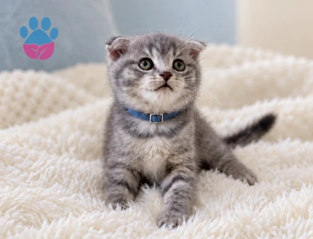 Minik Kaplan: Scottish Fold Tabby Erkek Yavru - 7921 - Görsel 3