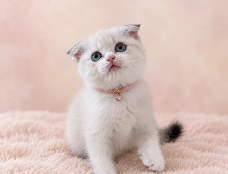 Masum Bakışlı Scottish Fold Point Dişi Yavru - 7922
