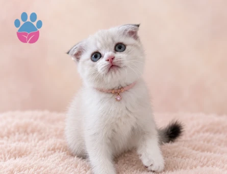 Masum Bakışlı Scottish Fold Point Dişi Yavru - 7922 - Görsel 3