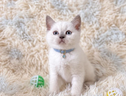 Mavi Gözlü Yakışıklı: British Shorthair Blue Point - 7923
