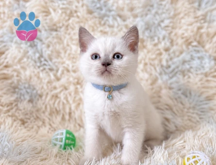 Mavi Gözlü Yakışıklı: British Shorthair Blue Point - 7923 - Görsel 3