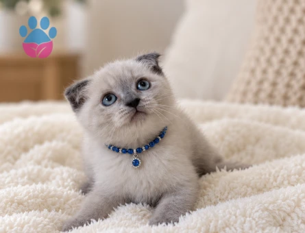 Mavi Gözlü Scottish Fold Blue Point Erkek Yavru - 7924 - Görsel 3