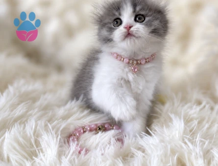 İki Rengin En Zarif Hali: Scottish Fold Longhair Bicolor Dişi - 7926