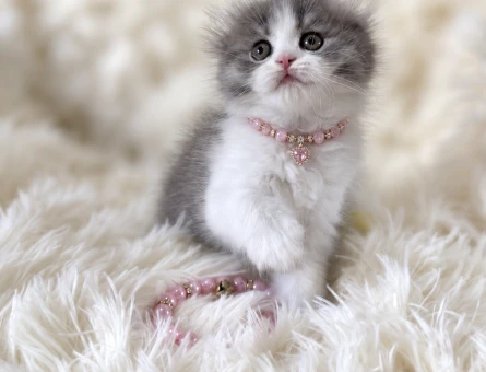 İki Rengin En Zarif Hali: Scottish Fold Longhair Bicolor Dişi - 7926
