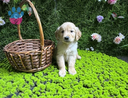 Golden bebekler - 7930