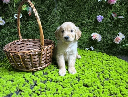 Golden bebekler - 7930