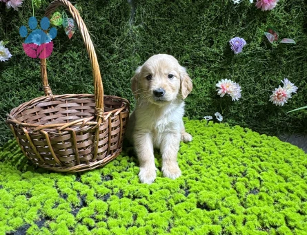 Golden bebekler - 7930 - Görsel 3