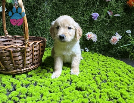 Golden bebekler - 7930 - Görsel 4
