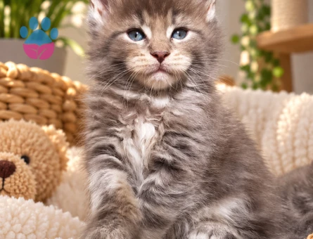 Göz Alıcı Güzellikte Maine Coon - 7932