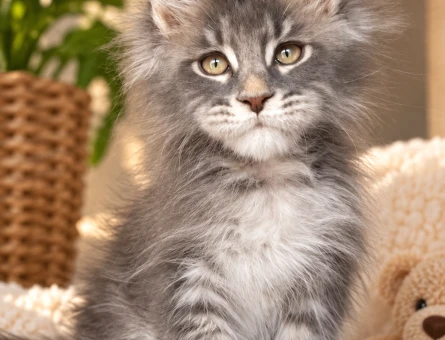 Minik Patili Maine Coon Yavrumuz - 7933