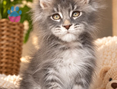 Minik Patili Maine Coon Yavrumuz - 7933 - Görsel 3