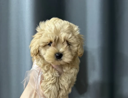 Mini maltipoo bebekler - 7938