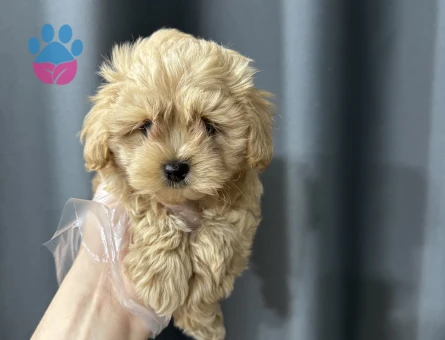 Mini maltipoo bebekler - 7938 - Görsel 3