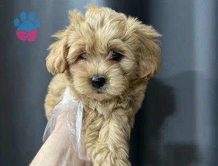 Basık surat maltipoo bebekler - 7943