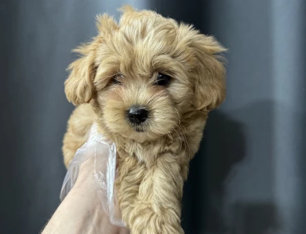 Basık surat maltipoo bebekler - 7943