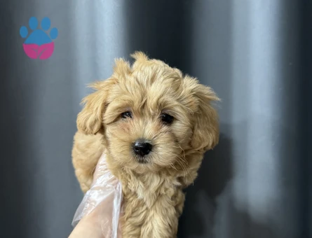 Basık surat maltipoo bebekler - 7943 - Görsel 3