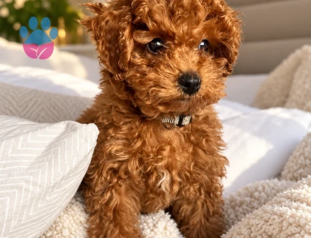 Sevimli Toy Poodle Yavru Sahiplendirme İlanı - 7945 - Görsel 2