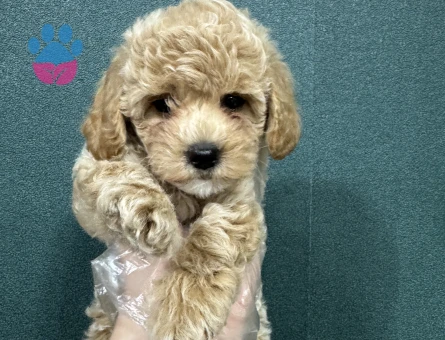 Apricot poodle yavru - 7946